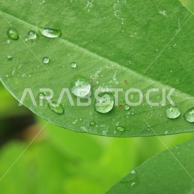 صورة مقربة لقطرات المطر على ورق الاشجار، اوراق خضراء، قطرات الماء، الطبيعة الخلابة، خلفية الطبيعة