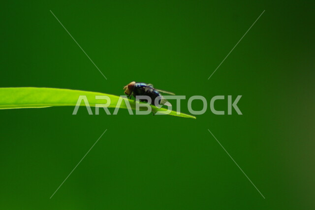 صورة مقربة لذبابة على اوراق النباتات، الطبيعة الخضراء، اوراق الاشجار، حشرة الذبابة، خلفية خضراء