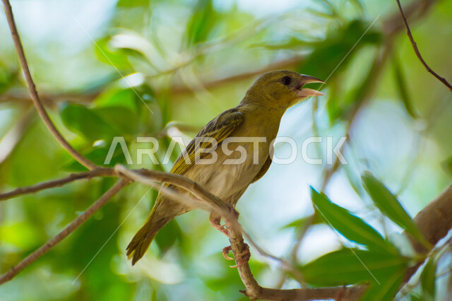 Close-up of a weaver on a tree branch, green trees and plants, nature background, nature reserve, wildlife, rubell's weaver