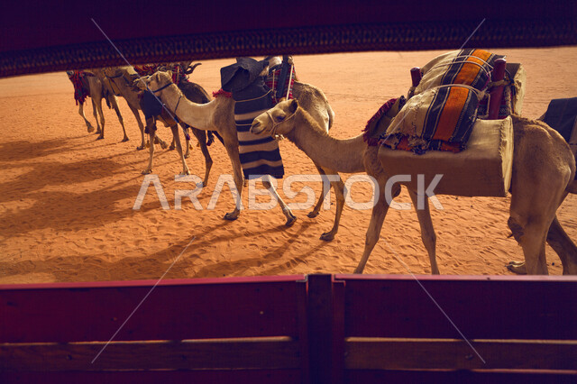 A group of camels in the desert, desert life, movement and travel, breeding camels and camels, sand dunes, desert nature