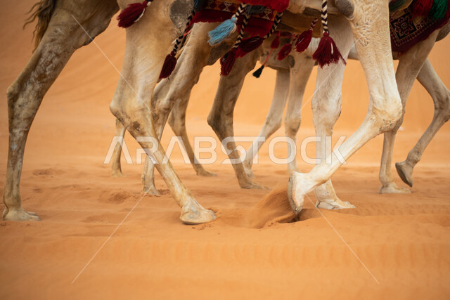 صورة مقربة لسيقان الجمال في الصحراء، الجمال والابل، الكثبان الرملية، الرمال الناعمة، الطبيعة الصحراوية