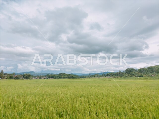 صورة بانورامية لمساحة خضراء واسعة للزراعة , محاصيل زراعية , محمية طبيعية , الحقول الطبيعة الخضراء  , السماء الملبدة في الغيوم في النهار 