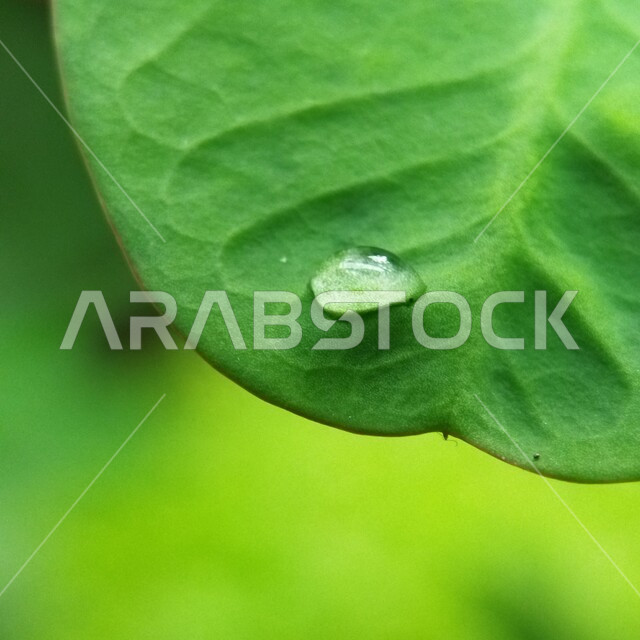 صورة مقربة لقطرات المطر على ورق الاشجار، اوراق خضراء، قطرات الماء، الطبيعة الخلابة، خلفية الطبيعة