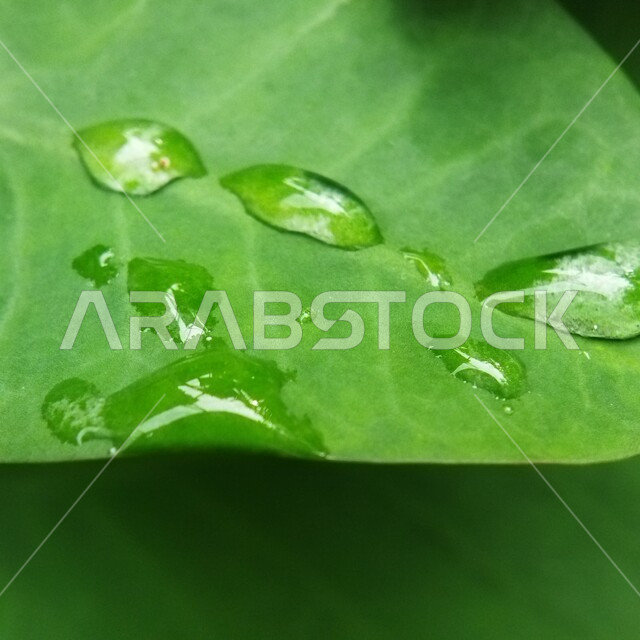 صورة مقربة لقطرات المطر على ورق الاشجار، اوراق خضراء، قطرات الماء، الطبيعة الخلابة، خلفية الطبيعة