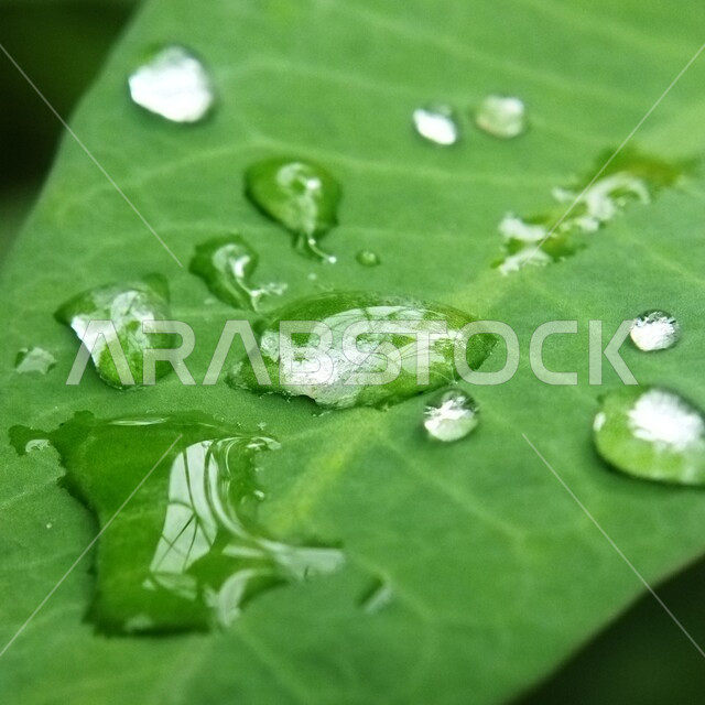 صورة مقربة لقطرات المطر على ورق الاشجار، اوراق خضراء، قطرات الماء، الطبيعة الخلابة، خلفية الطبيعة