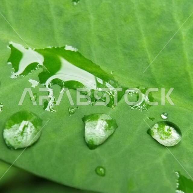 صورة مقربة لقطرات المطر على ورق الاشجار، اوراق خضراء، قطرات الماء، الطبيعة الخلابة، خلفية الطبيعة
