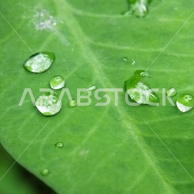 صورة مقربة لقطرات المطر على ورق الاشجار، اوراق خضراء، قطرات الماء، الطبيعة الخلابة، خلفية الطبيعة