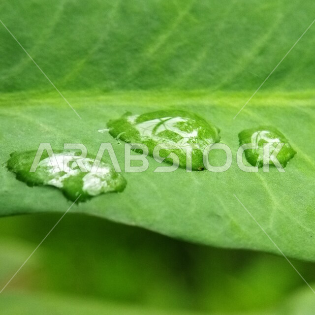 صورة مقربة لقطرات المطر على ورق الاشجار، اوراق خضراء، قطرات الماء، الطبيعة الخلابة، خلفية الطبيعة