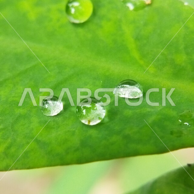صورة مقربة لقطرات المطر على ورق الاشجار، اوراق خضراء، قطرات الماء، الطبيعة الخلابة، خلفية الطبيعة