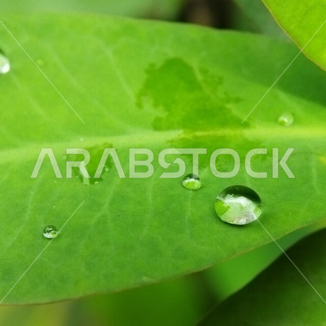 صورة مقربة لقطرات المطر على ورق الاشجار، اوراق خضراء، قطرات الماء، الطبيعة الخلابة، خلفية الطبيعة