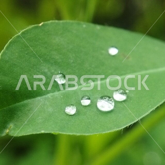 صورة مقربة لقطرات المطر على ورق الاشجار، اوراق خضراء، قطرات الماء، الطبيعة الخلابة، خلفية الطبيعة
