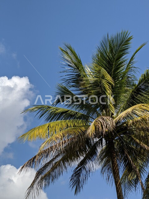 أشجار النخيل الخضراء ، مزارع النخيل ، أشجار ومحاصيل زراعية ، أراضي زراعية ، خلفية الطبيعة ، السماء الزرقاء