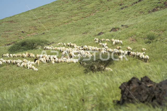 صورة لحيوانات الماعز و الخراف في المناطق الجبلية ، خروف الضاني ، مناظر طبيعية خلابة ، تربية الماعز و المواشي في المملكة العربية السعودية