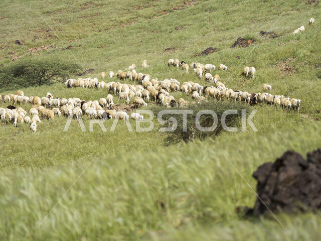 صورة لحيوانات الماعز و الخراف في المناطق الجبلية ، خروف الضاني ، مناظر طبيعية خلابة ، تربية الماعز و المواشي في المملكة العربية السعودية