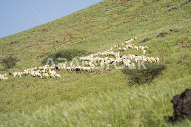 حيوان الماعز و الخراف في المناطق الجبلية ، خروف الضاني ، الطبيعية الخلابة ، الماعز و المواشي في المملكة العربية السعودية