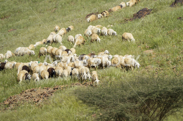 حيوان الماعز و الخراف في المناطق الجبلية ، خروف الضاني ، الطبيعية الخلابة ، الماعز و المواشي في المملكة العربية السعودية