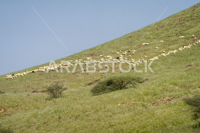 حيوان الماعز و الخراف في المناطق الجبلية ، خروف الضاني ، الطبيعية الخلابة ، الماعز و المواشي في المملكة العربية السعودية