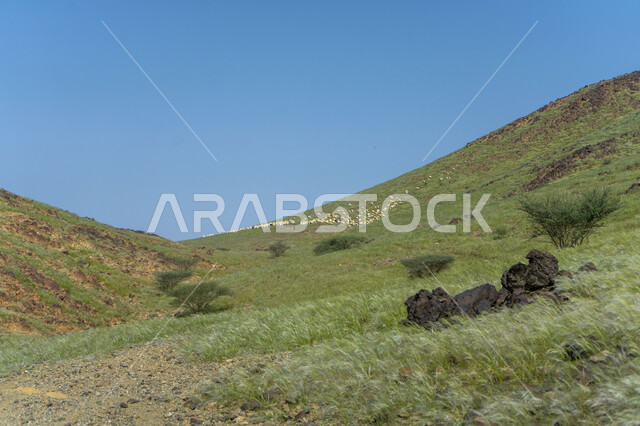 حيوان الماعز و الخراف في المناطق الجبلية ، خروف الضاني ، الطبيعية الخلابة ، الماعز و المواشي في المملكة العربية السعودية