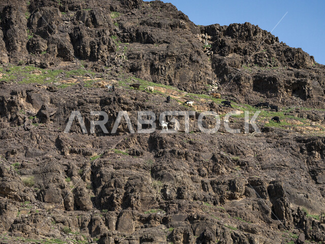 حيوان الماعز و الخراف في المناطق الجبلية ، خروف الضاني ، الطبيعية الخلابة ، الماعز و المواشي في المملكة العربية السعودية