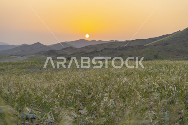 غروب الشمس الإبداعي على الجبال , الطبيعة الخضراء وقت الغروب , جبال و مرتفعات ، نباتات خضراء ، خلفية الطبيعة . 