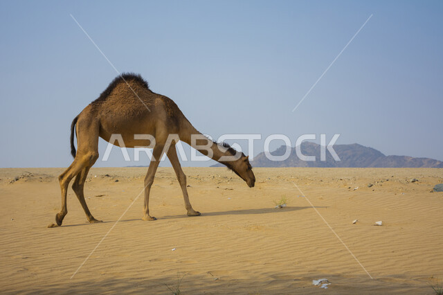 حيوان الجمل في وسط صحراء المملكة العربية السعودية ، صحاري السعودية ، تربية الجمال و الإبل ، الكثبان الرملية ، المناطق الصحراوية ، البيئة الصحراوية