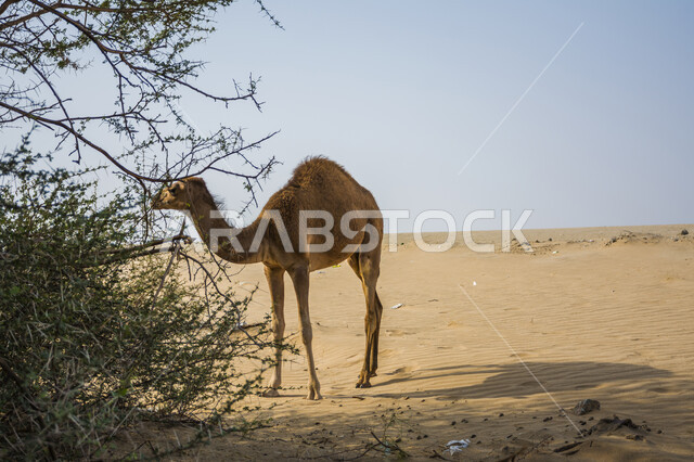 حيوان الجمل في وسط صحراء المملكة العربية السعودية ، صحاري السعودية ، تربية الجمال و الإبل ، الكثبان الرملية ، المناطق الصحراوية ، البيئة الصحراوية