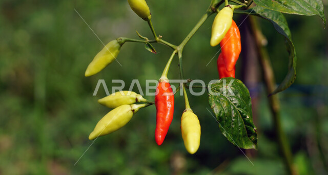 صوره مقربه لثمار الفلفل الحار على الشجره, الفلفل الملون, محاصيل زراعيه, خلفية الطبيعه, حقول ومزارع
