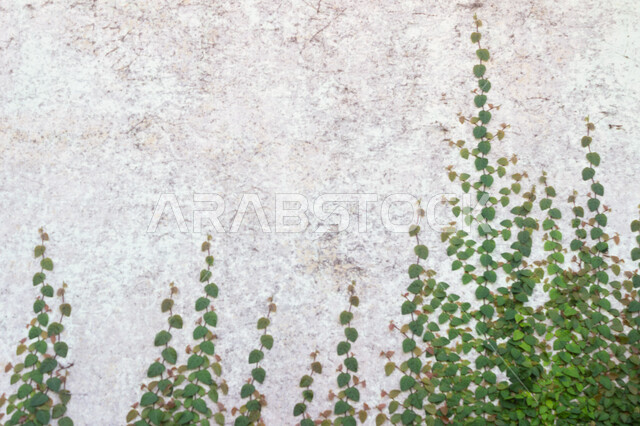جدار أبيض، حائط أبيض ، النباتات الخضراء الطبيعية ، جدار حجري أبيض
