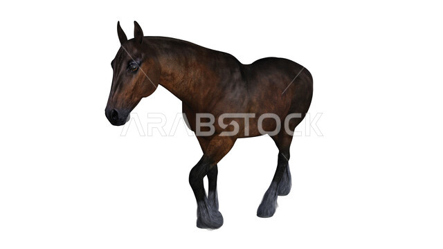 حصان معزول على خلفية بيضاء ، حصان بني ، تربية الخيول