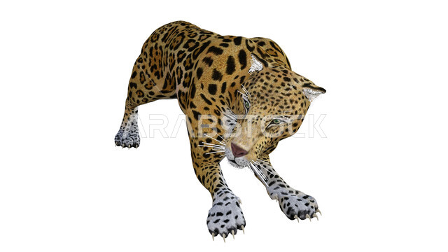 حيوان النمر معزول على خلفية بيضاء ، حيوان الجاكوار ، حيوان بري مفترس  