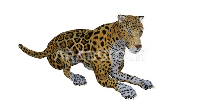 حيوان النمر معزول على خلفية بيضاء ، حيوان الجاكوار ، حيوان بري مفترس  
