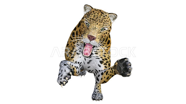 حيوان النمر معزول على خلفية بيضاء ، حيوان الجاكوار ، حيوان بري مفترس  