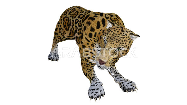 حيوان النمر معزول على خلفية بيضاء ، حيوان الجاكوار ، حيوان بري مفترس  