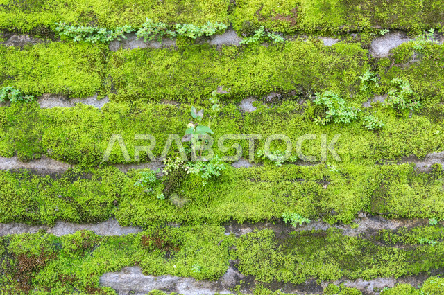 الطحلب الأخضر على جدار من الطوب الحجري ، خلفية لطحلب أخضر