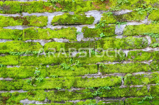الطحلب الأخضر على جدار من الطوب الحجري ، خلفية لطحلب أخضر