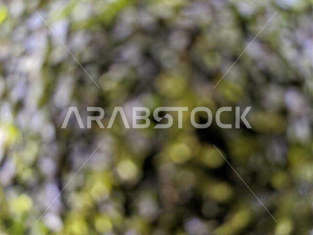 خلفية ضبابية مجردة لمفهوم الطبيعة الخضراء ، خلفية مطموسه مجردة للطبيعة الخضراء