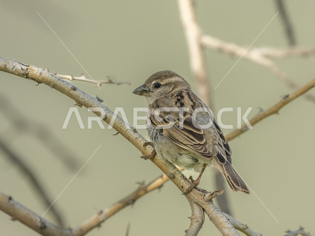 عصفور صغير على غصن الشجرة  ، الطبيعة الجميلة في السعودية في وضع النهار , خلفية الطبيعة .