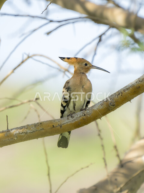 عصفور صغير على غصن الشجرة  ، الطبيعة الجميلة في السعودية في وضع النهار , خلفية الطبيعة .