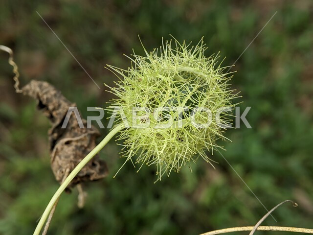 Macro photo of passion flower plant, nature background