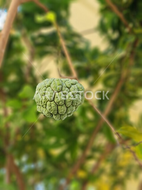 Close-up of the custard fruit hanging on the green custard tree, the fruit of the custard plant, agricultural crops