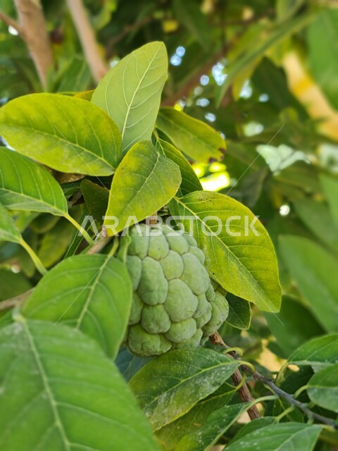 Close-up of the custard fruit hanging on the green custard tree, the fruit of the custard plant, agricultural crops
