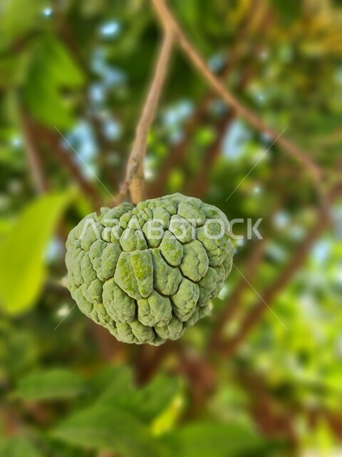 Close-up of the custard fruit hanging on the green custard tree, the fruit of the custard plant, agricultural crops