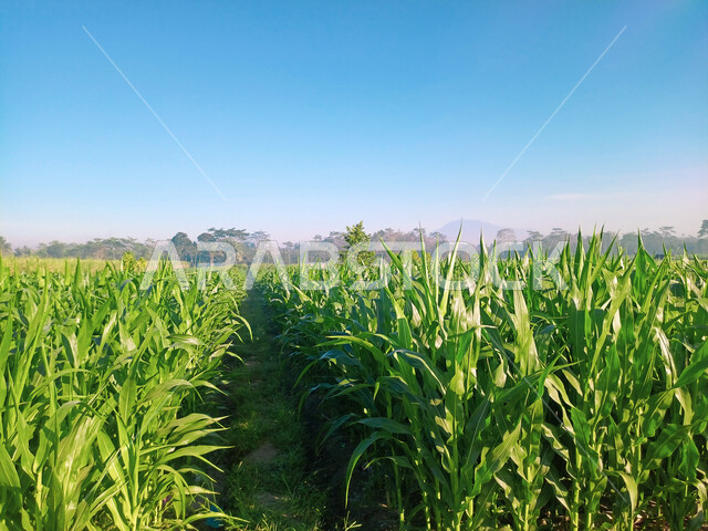 صوره مقربه لحقول الذره الخضراء, زراعة الخضراوات والفواكه, مناظر طبيعيه خضراء, أراضي زراعيه