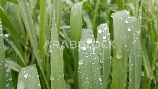  صوره مقربه لقطرات الماء على أوراق نبات الشعير, هطول الأمطار, محاصيل زراعيه, مزارع الشعير الخضراء, أراضي زراعيه