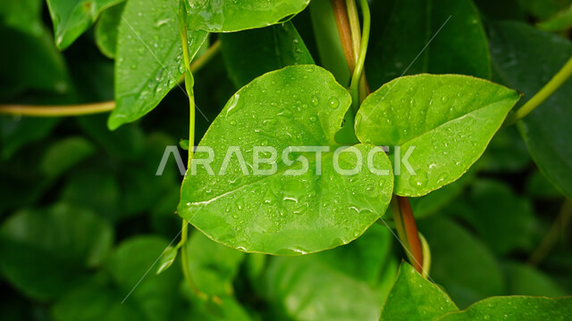  صوره مقربه لقطرات الماء على أوراق النباتات, هطول الأمطار, محاصيل زراعيه, نباتات خضراء, أراضي زراعيه, خلفية الطبيعه