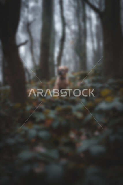 خلفية ضبابية مجردة لمفهوم الطبيعة ، خلفية مطموسه مجردة للطبيعة ، غابات