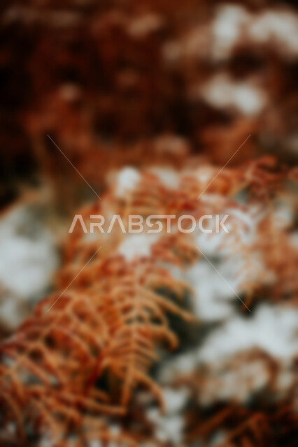 خلفية ضبابية مجردة لمفهوم الطبيعة ، خلفية مطموسه مجردة للطبيعة