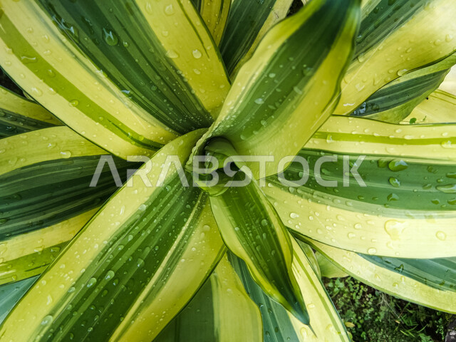 قطرات الندى على أوراق نبتة الدراسينا المميزة باللونين الأخضر والأصفر، الأشجار و النباتات الطبيعية