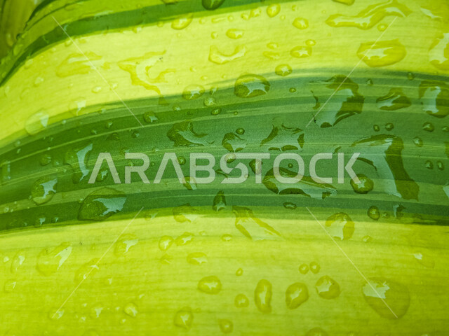 قطرات الندى على ورقة نبتة الدراسينا المميزة باللونين الأخضر والأصفر، الأشجار و النباتات الطبيعية