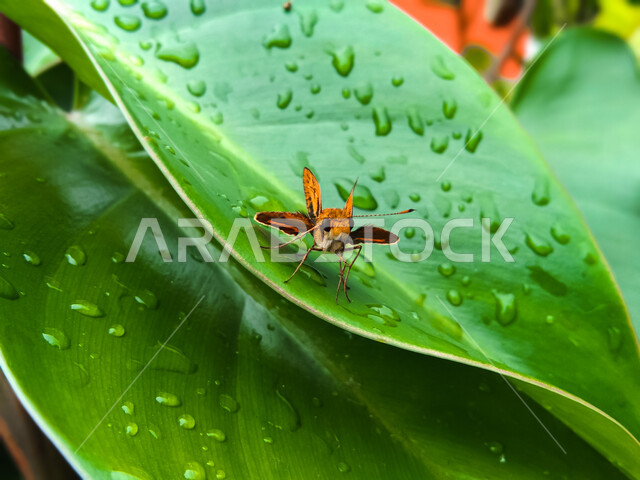 فراشة بوتانثوس فلافوس الواقفة على ورق النباتات وقطرات الندى المتساقطة على الورق الأخضر، نباتات وطبيعة